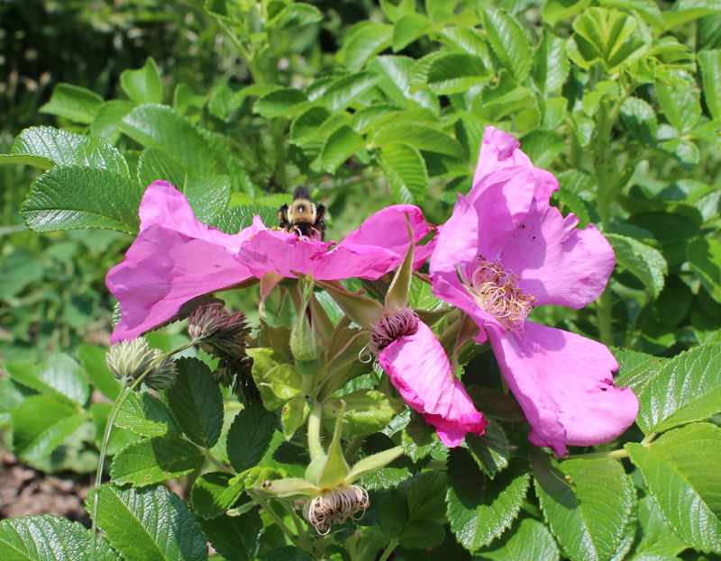The rugosa roses are also doing well. 