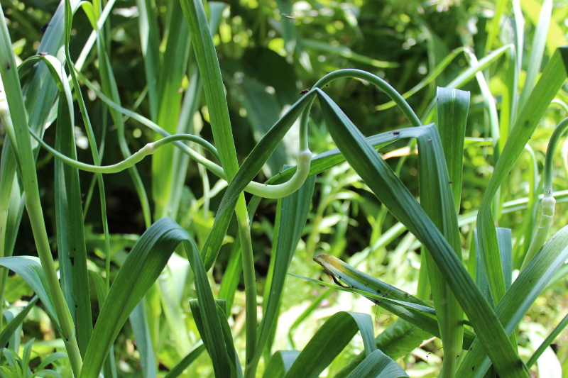 Garlic scapes are coming on. They are such a wonderful reason to grow garlic, besides the actual garlic bulbs themselves. This is my second year growing garlic and I'll never go back to store bought! You can use ALL of the garlic plant. Every part is delicious! 