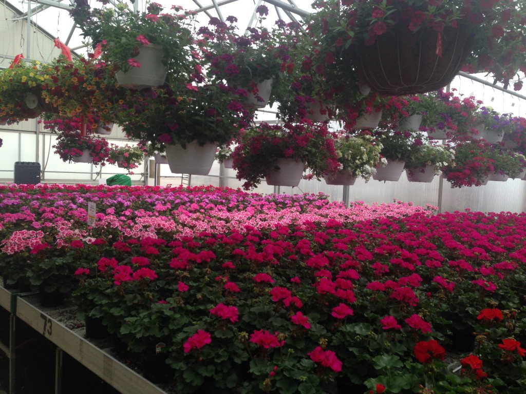 One of many greenhouses at Owens Nursery. I really wish the mail order plants looked as good as the nursery ones!