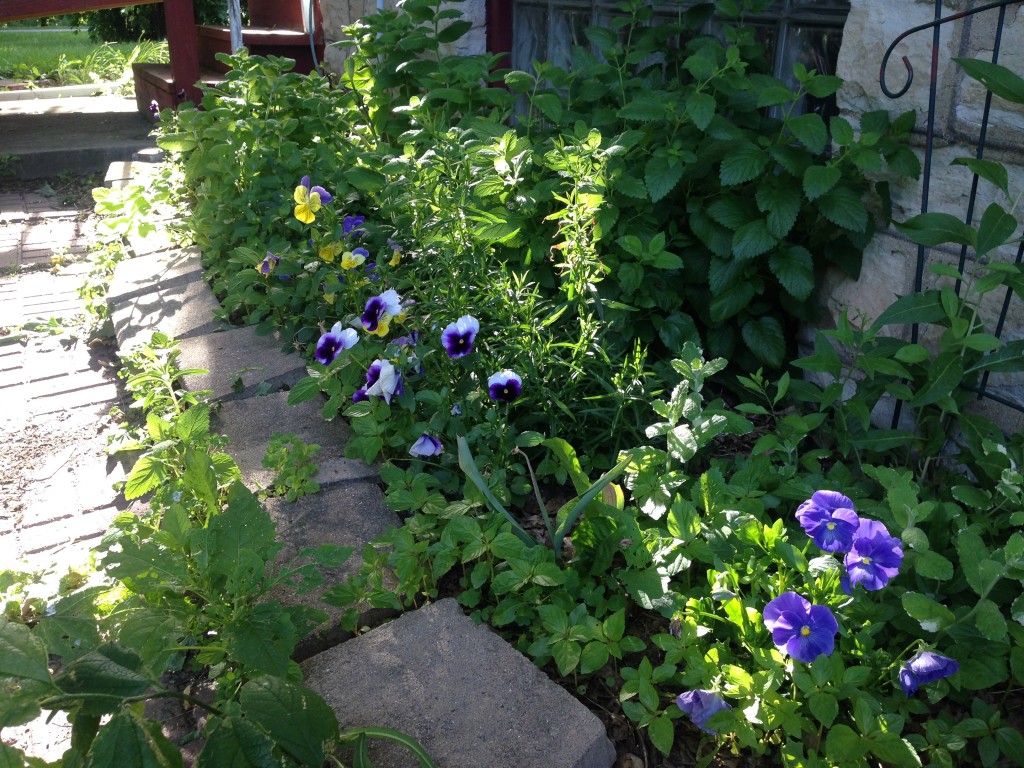 My mints and lemon balm slowly taking over the world. The pansies don't seem to mind much.
