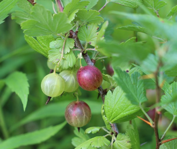 These are Hinnomaki Red Gooseberries. They're sweeter than the green ones, and the thorns are smaller.